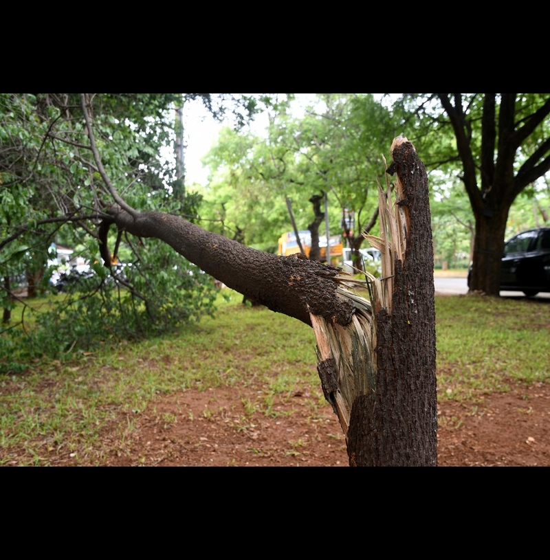 Sandalwood stolen